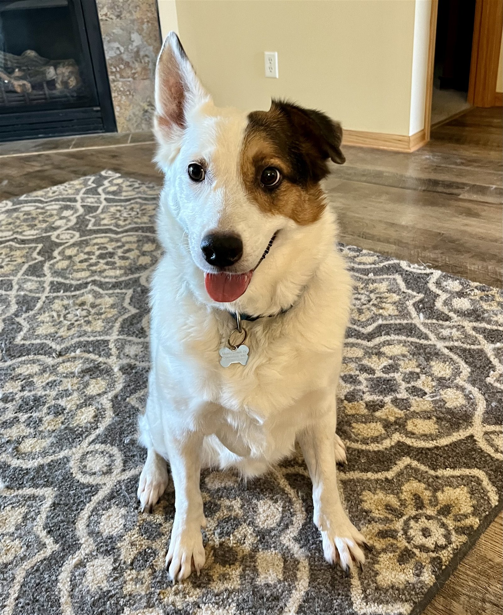 adoptable Dog in Minneapolis, MN named Jax