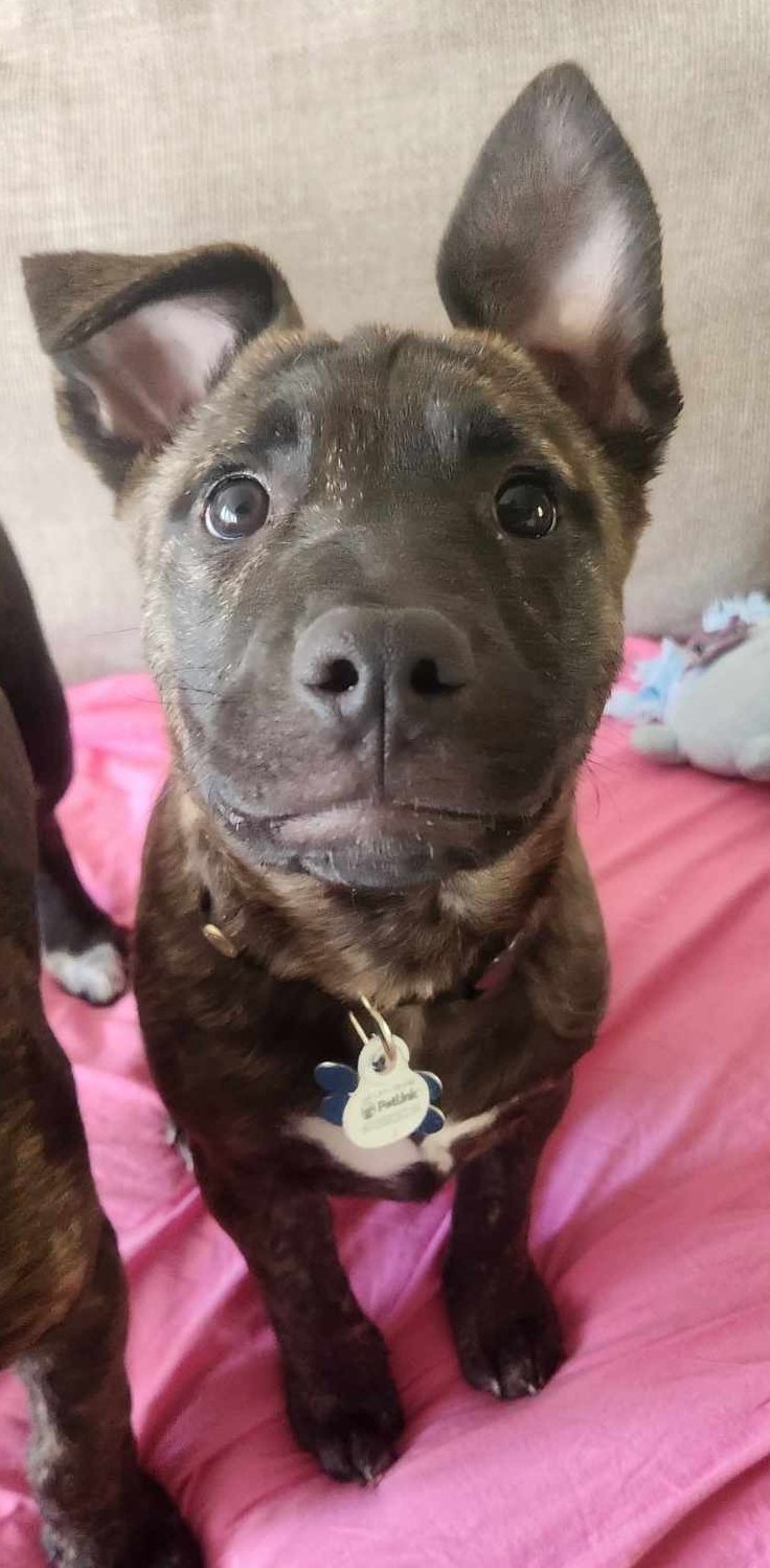 adoptable Dog in Minneapolis, MN named Enya