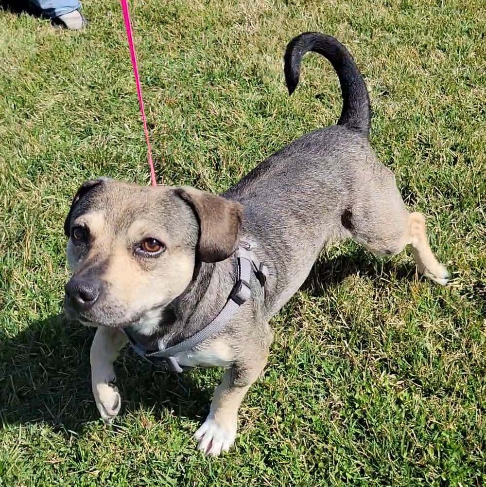 Dog for Adoption - Conan, a Chihuahua in Minneapolis, MN | Alpha Paw