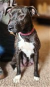 adoptable Dog in , MN named Josie