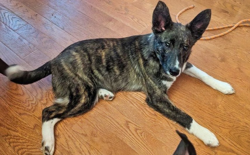 adoptable Dog in Minneapolis, MN named Bridget