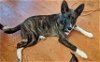 adoptable Dog in minneapolis, MN named Bridget