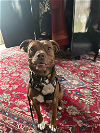 adoptable Dog in minneapolis, MN named Cypress