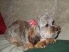 Dolly