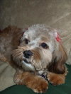Dolly