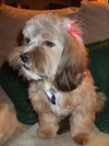 Dolly