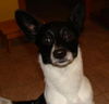 Dasher