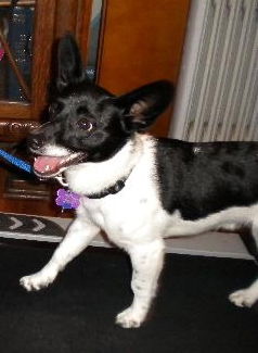 Dasher