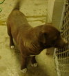 Stubby