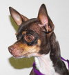 Rockie
