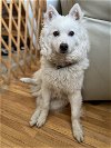 adoptable Dog in minneapolis, MN named Rocket