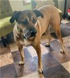 Miss Lady Vacation Foster Needed 6/4-6/9