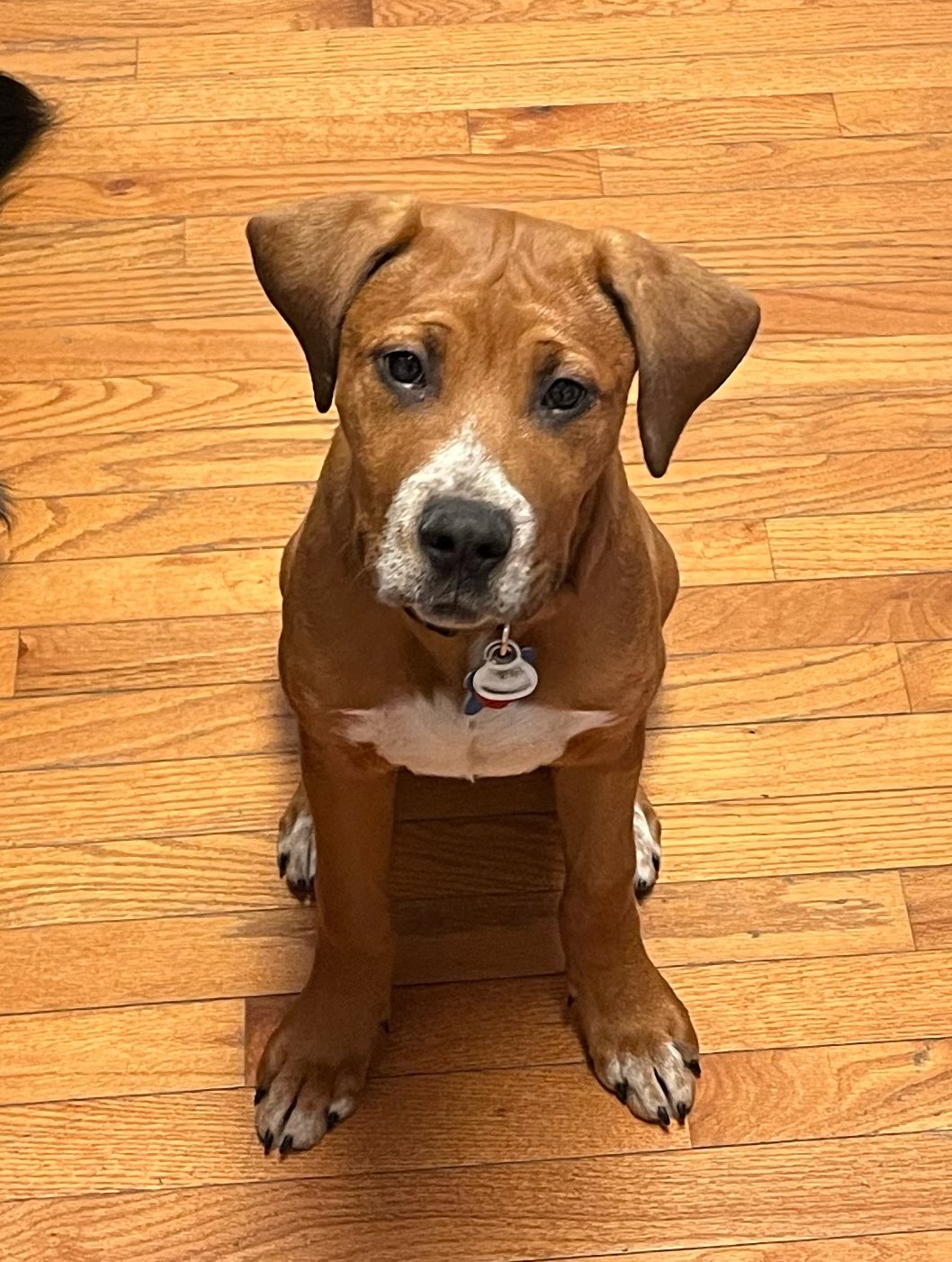adoptable Dog in Minneapolis, MN named Sandy
