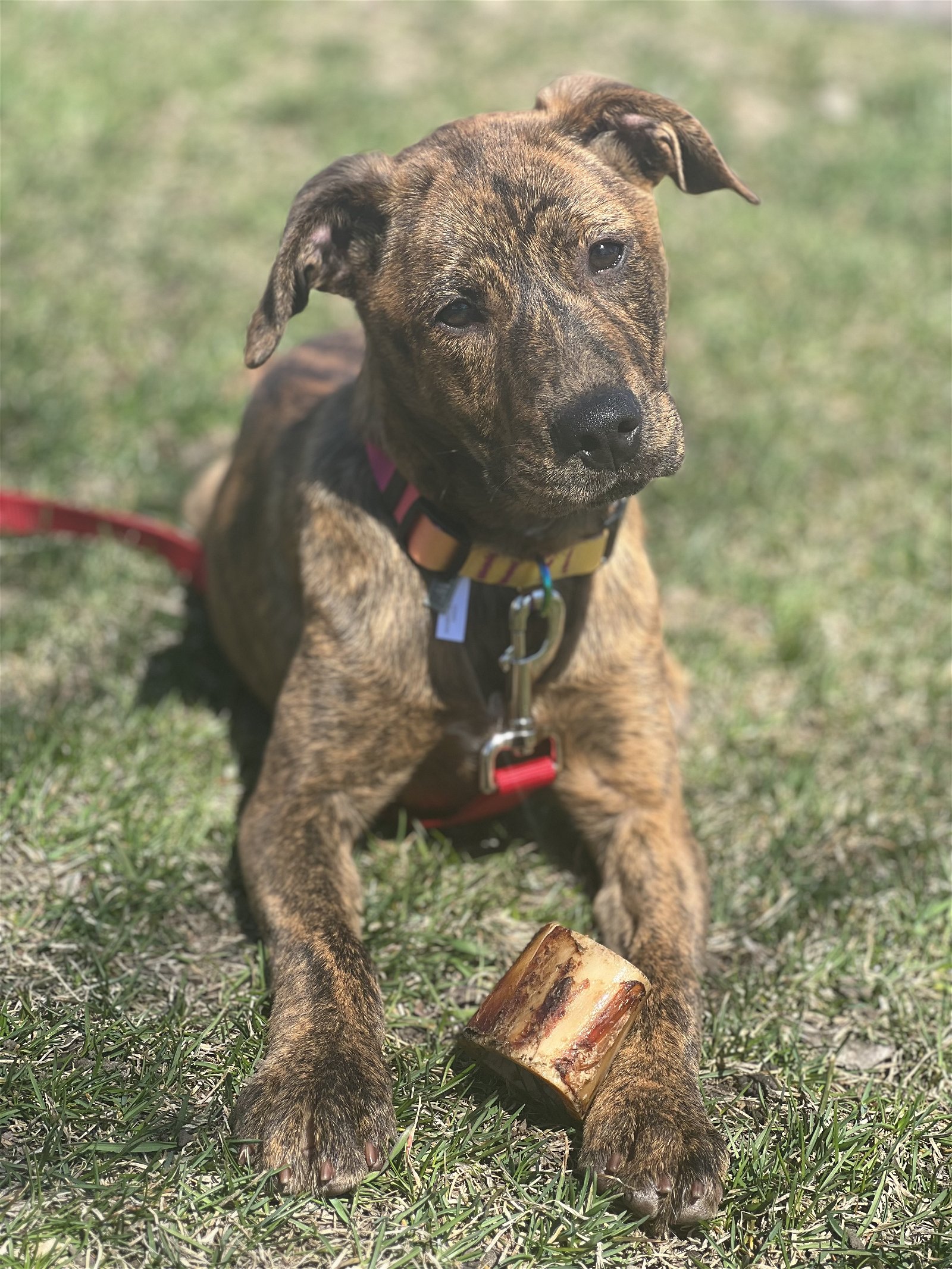 adoptable Dog in Minneapolis, MN named Audrey