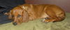 Ginger