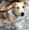 adoptable Dog in minneapolis, MN named Rissa