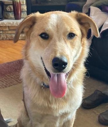adoptable Dog in Minneapolis, MN named Rissa