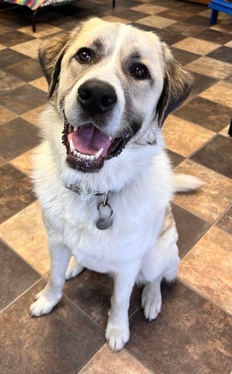 adoptable Dog in Minneapolis, MN named Bob