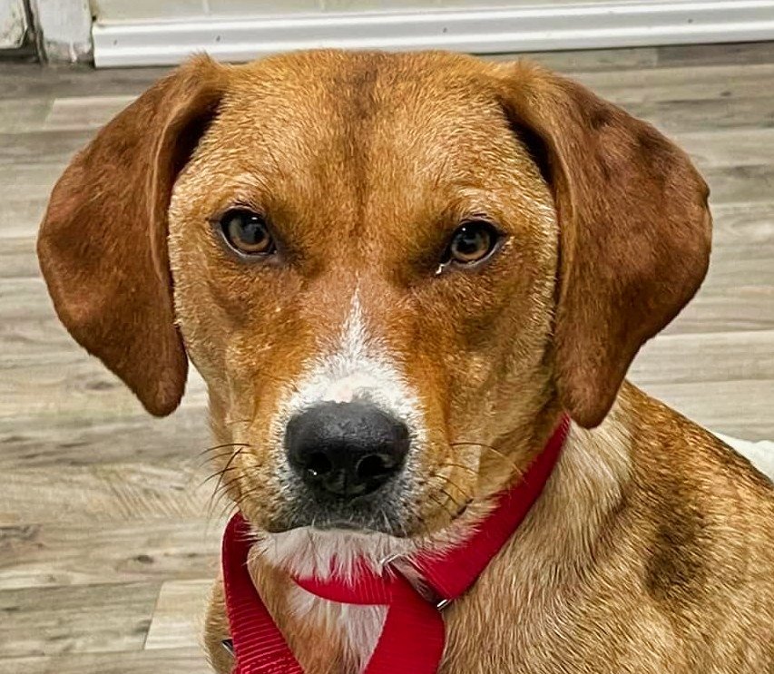 adoptable Dog in Minneapolis, MN named Astoria
