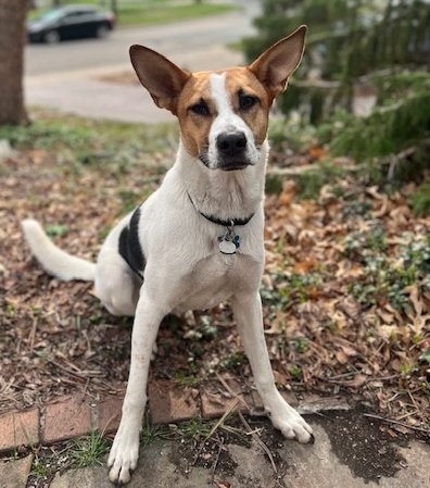 adoptable Dog in Minneapolis, MN named Yuri