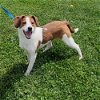 adoptable Dog in minneapolis, MN named Sailor