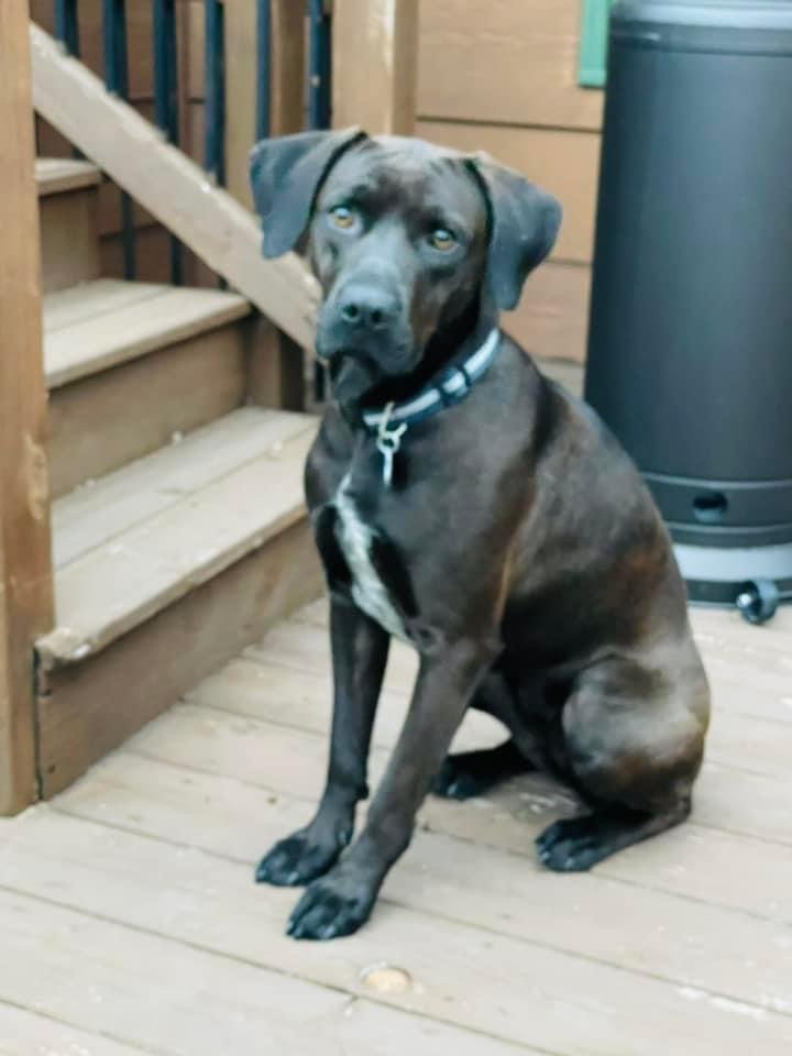 adoptable Dog in Minneapolis, MN named Malibu