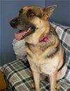 adoptable Dog in minneapolis, MN named Aleena