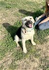 adoptable Dog in minneapolis, MN named Beru