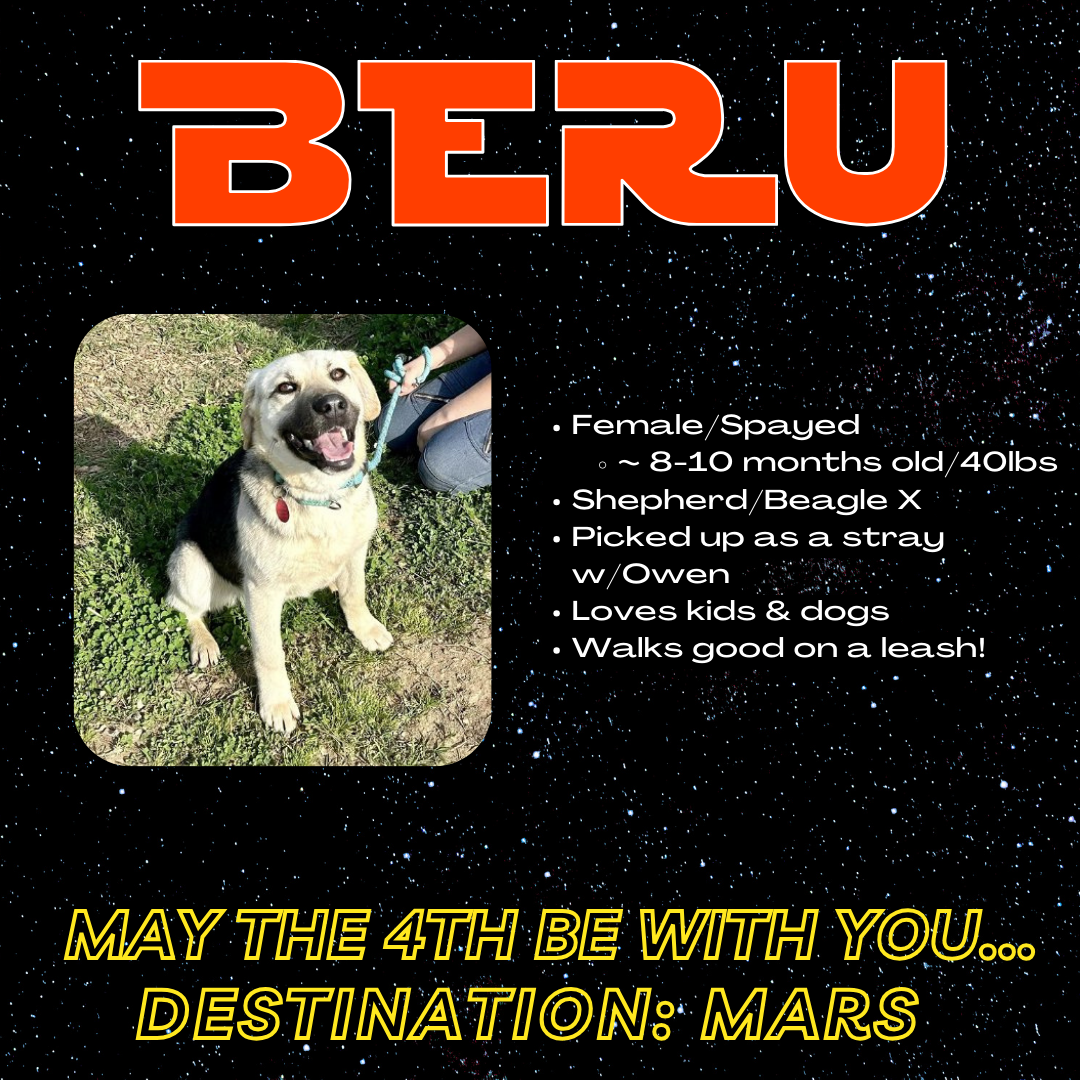 adoptable Dog in Minneapolis, MN named Beru