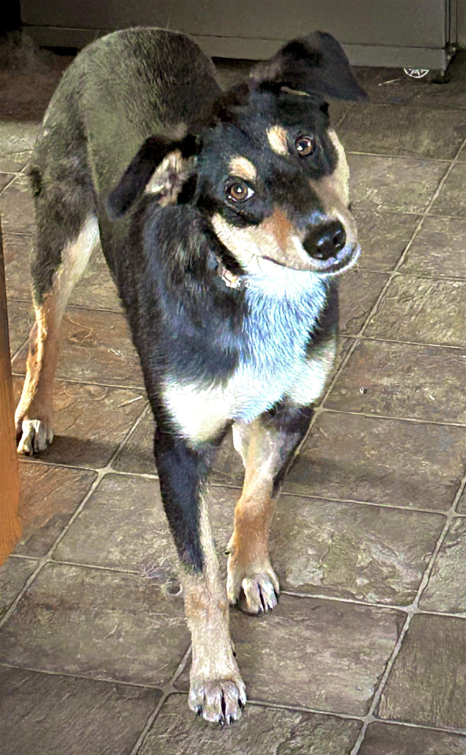 adoptable Dog in Minneapolis, MN named Rey