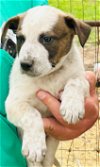 Boba Vacation Foster Needed May 15-16