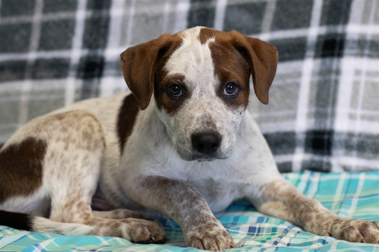 adoptable Dog in Minneapolis, MN named Kenobi