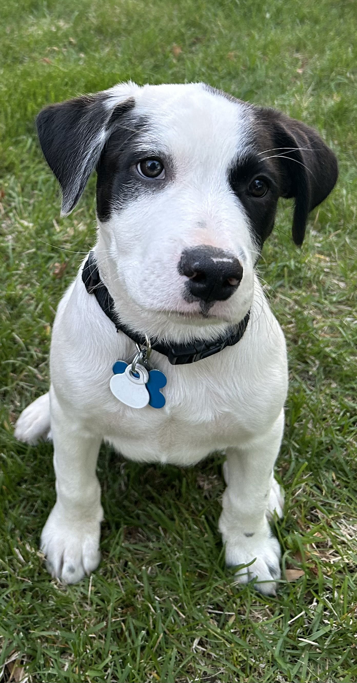 adoptable Dog in Minneapolis, MN named Lando