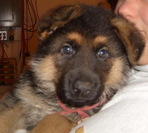 Koda