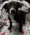 adoptable Dog in , MN named Leia