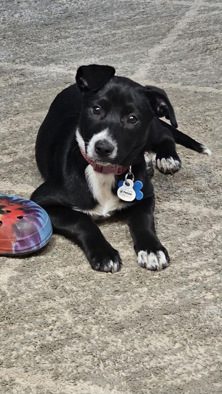 adoptable Dog in Minneapolis, MN named Leia