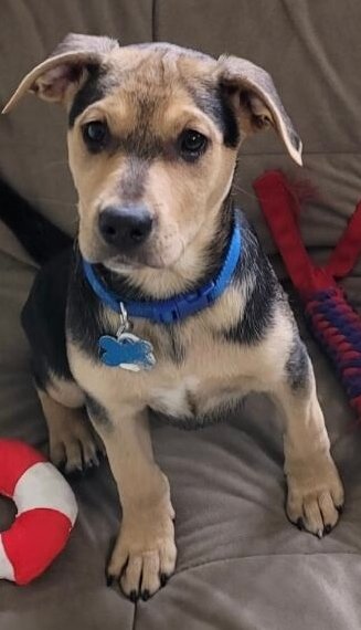 adoptable Dog in Minneapolis, MN named Luke