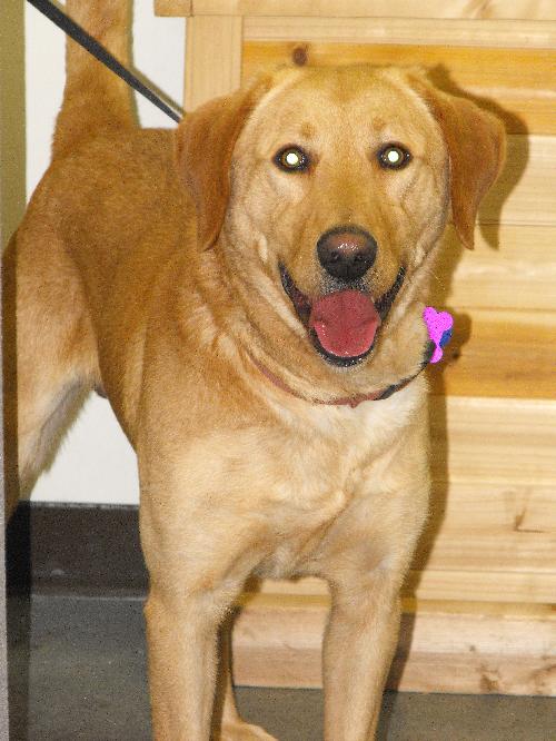 Brutus