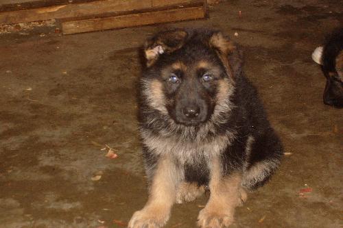 Koda