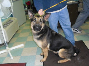 Sheba