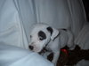 Roscoe A