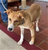 adoptable Dog in  named Faith