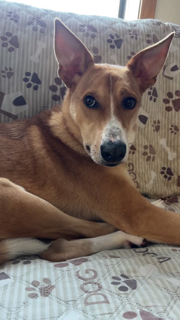 adoptable Dog in Minneapolis, MN named Faith