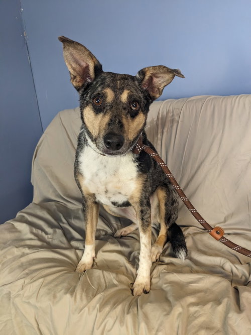 PATSY - Australian Shepherd available for adoption