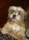 Fozzy