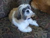 Fozzy