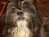 Angus