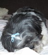 Angus
