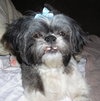 Angus