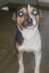Blitzen